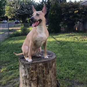 Meet your Posher, Angel